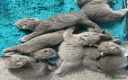 Scottish Fold cats for sale: Beautiful Scottish folds and straights kittens🎀 - Image 1