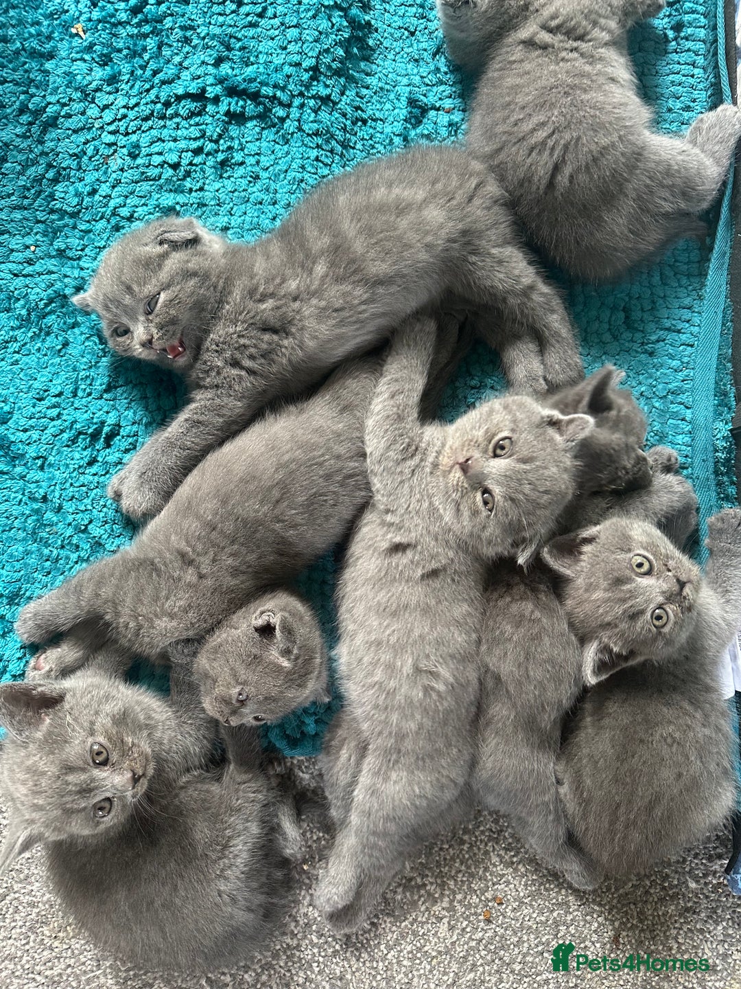 Scottish Fold cats for sale: Beautiful Scottish folds and straights kittens🎀 - Image 1
