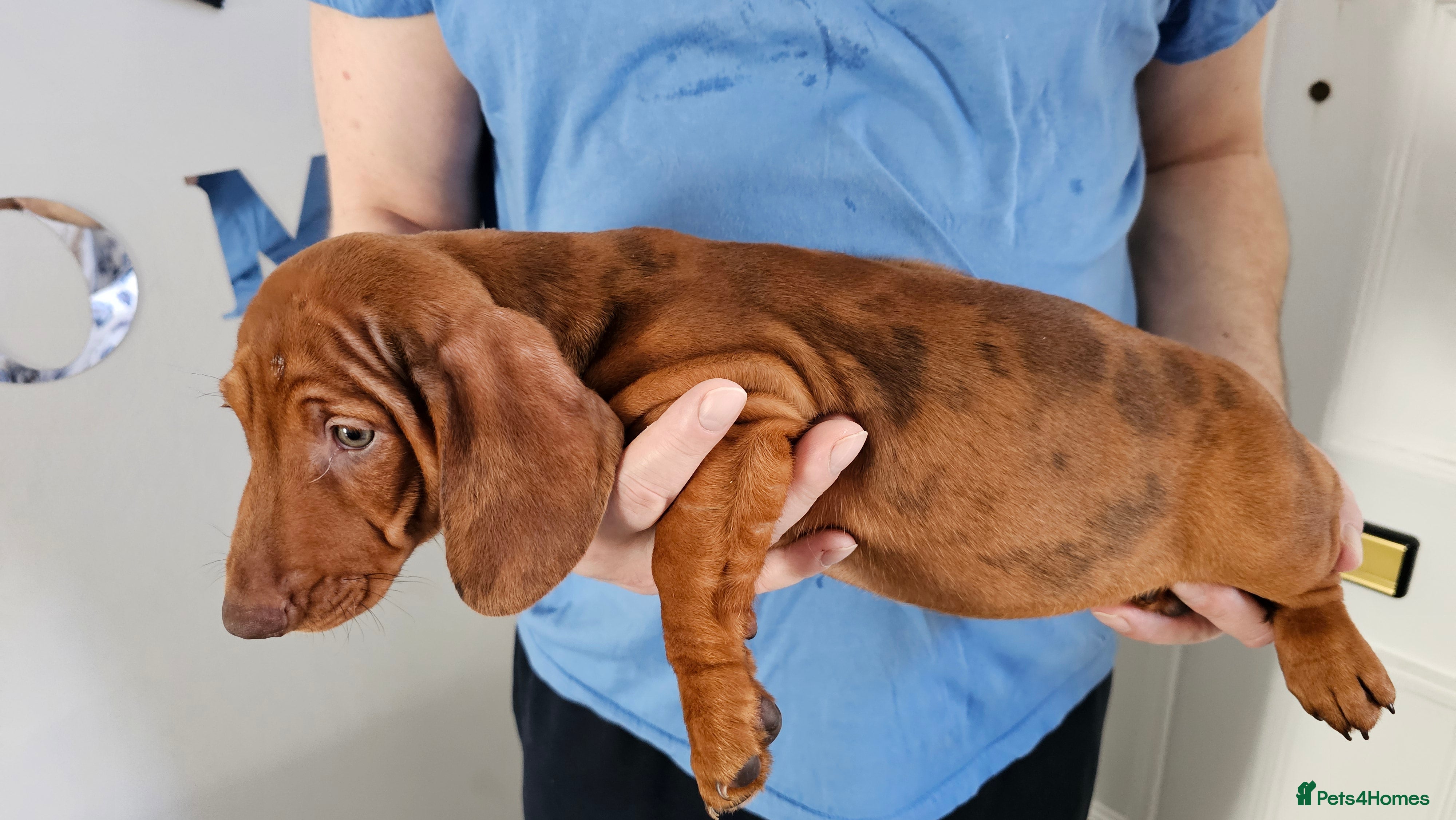 Dachshund dogs Ready Now ! KC Standard Dachshund puppies!  - Advert 1
