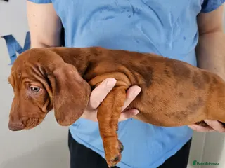 Dachshund dogs Ready Now ! KC Standard Dachshund puppies! - Advert 1