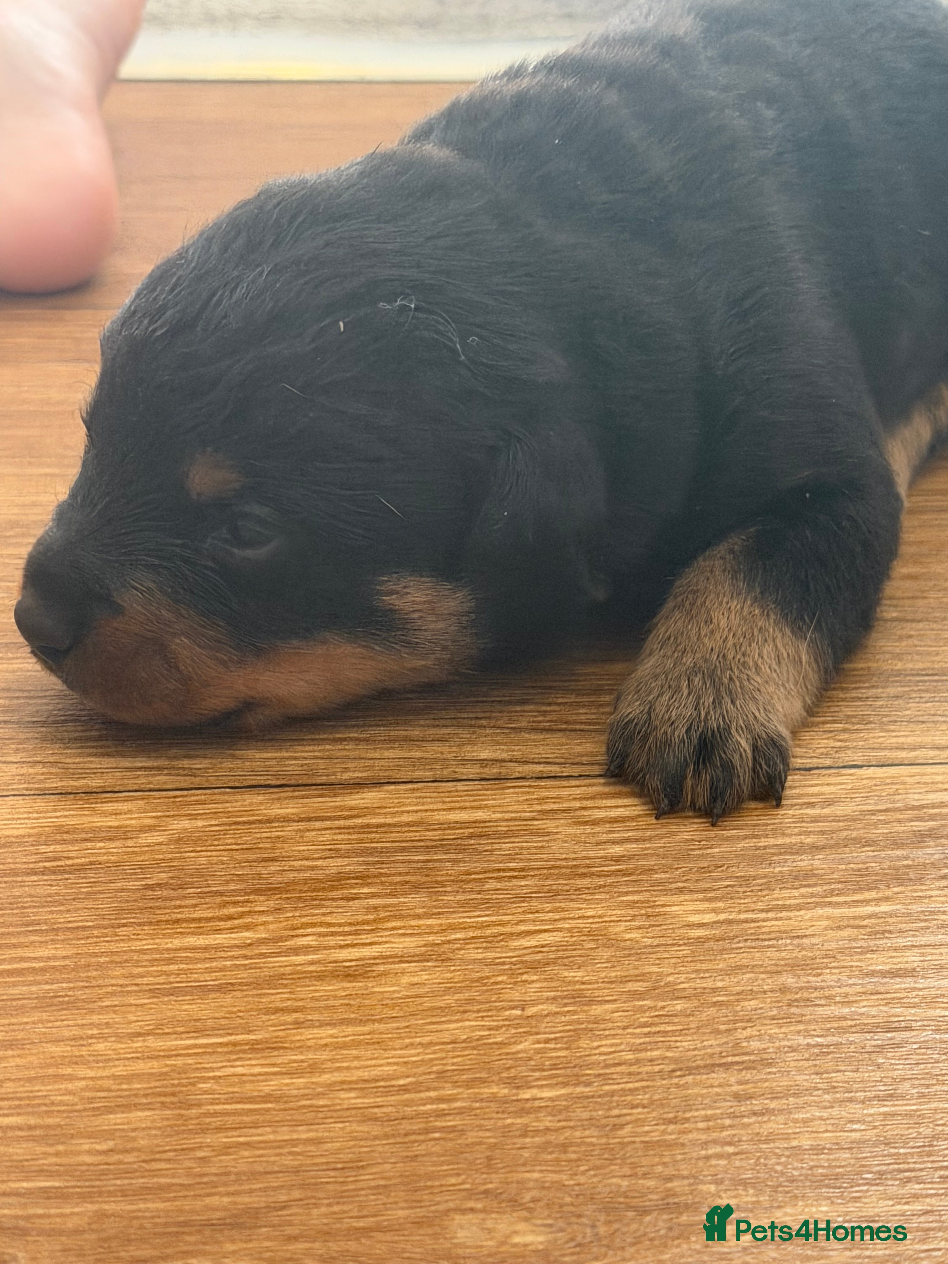 Rottweiler dogs Chunky Rottweiler puppies! - Advert 19