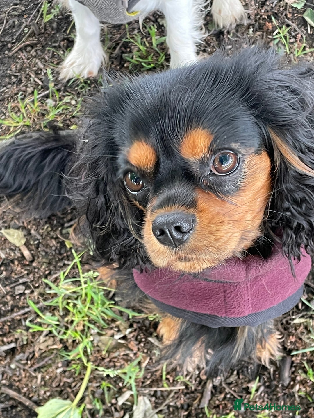 Cavapoo dogs for sale: Cavapoo - Image 2