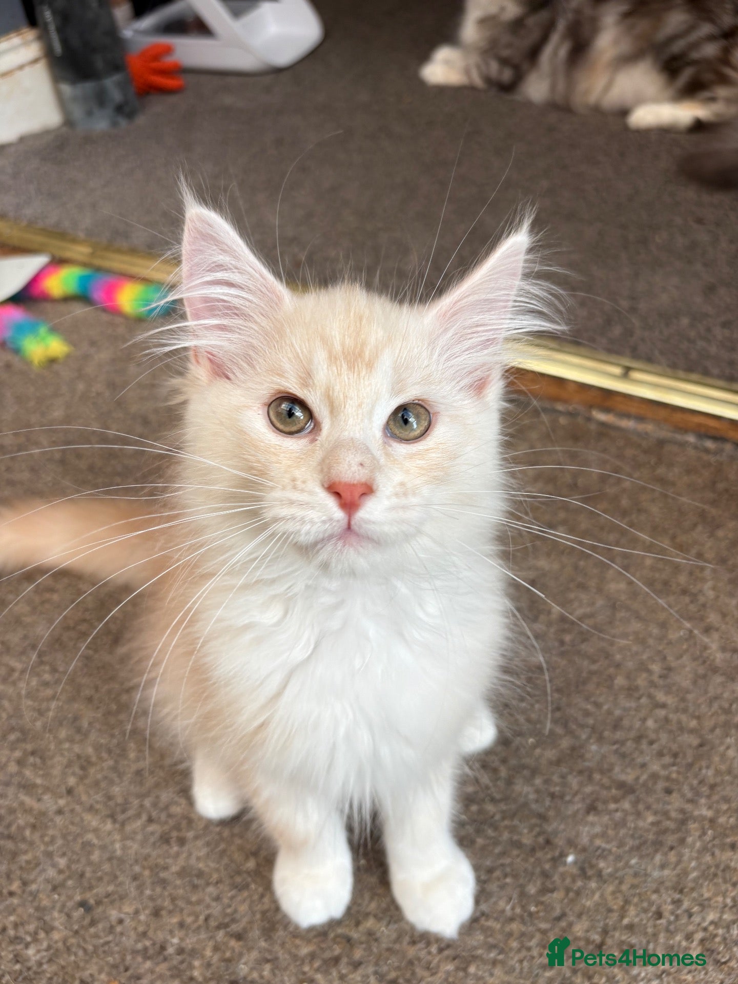 Maine Coon cats Stunning Maine Coon Kittens - Advert 2