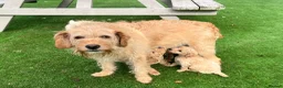 Labradoodle dogs for sale: F1b miniature labradoodles  - Advert 4