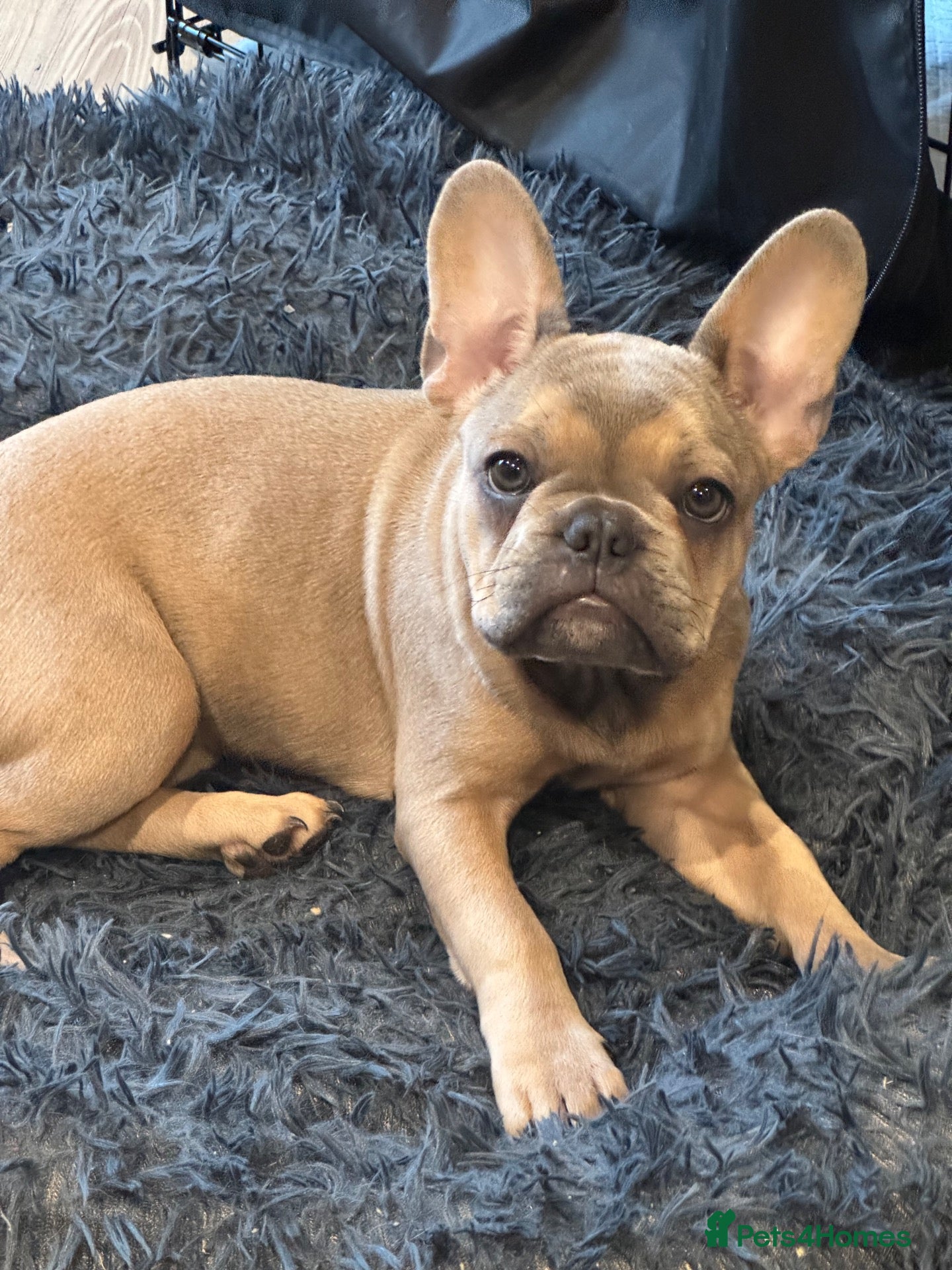 French Bulldog dogs 🐾 Last beautiful girl left 🐾 - Advert 2