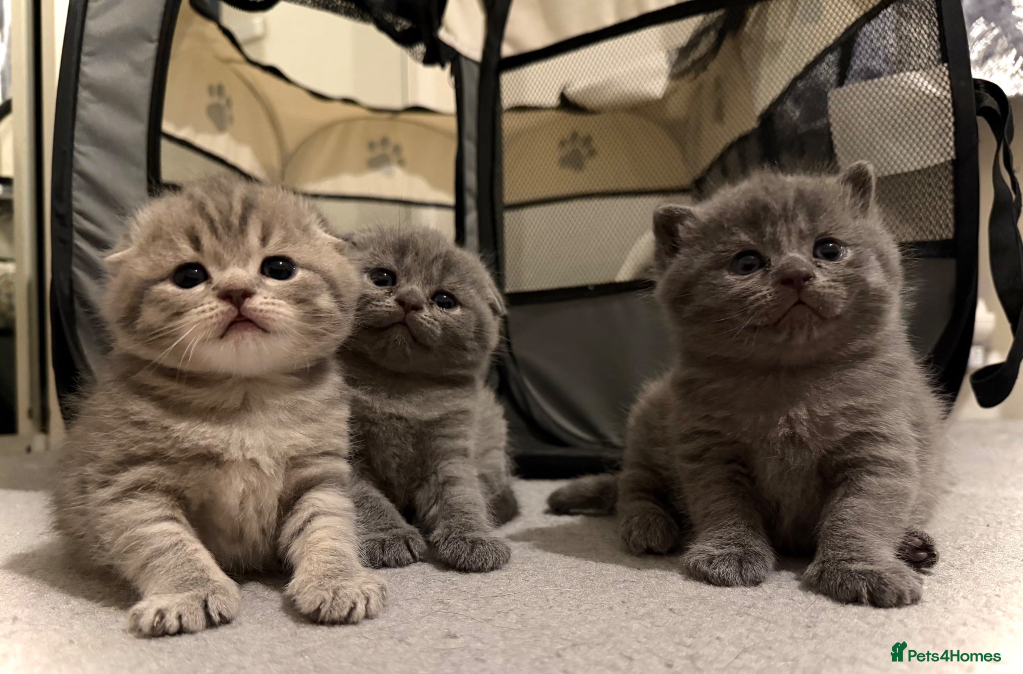 Scottish Fold cats 🐾 Adorable Kittens for Sale 🐾 - Advert 2