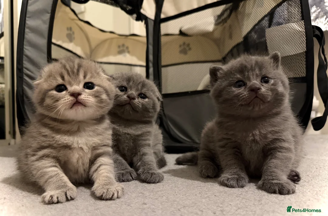 Scottish Fold cats for sale: 🐾 Adorable Kittens for Sale 🐾 in Birmingham - Advert 1