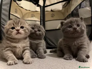 Scottish Fold cats 🐾 Adorable Kittens for Sale 🐾 - Advert 3
