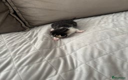 Mixed Breed cats for sale: Mixed breed kittens  - Image 2