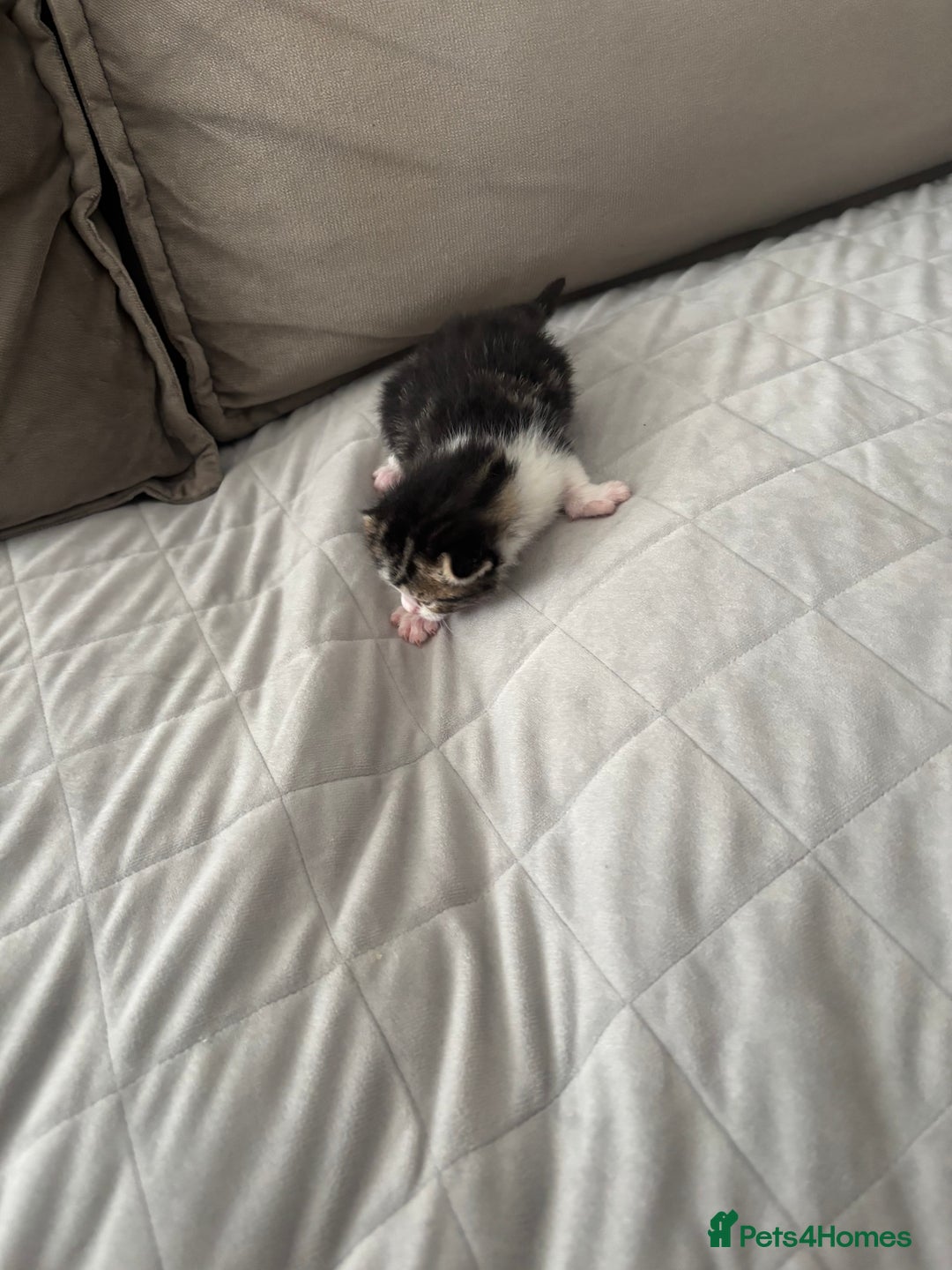 Mixed Breed cats for sale: Mixed breed kittens  - Image 2