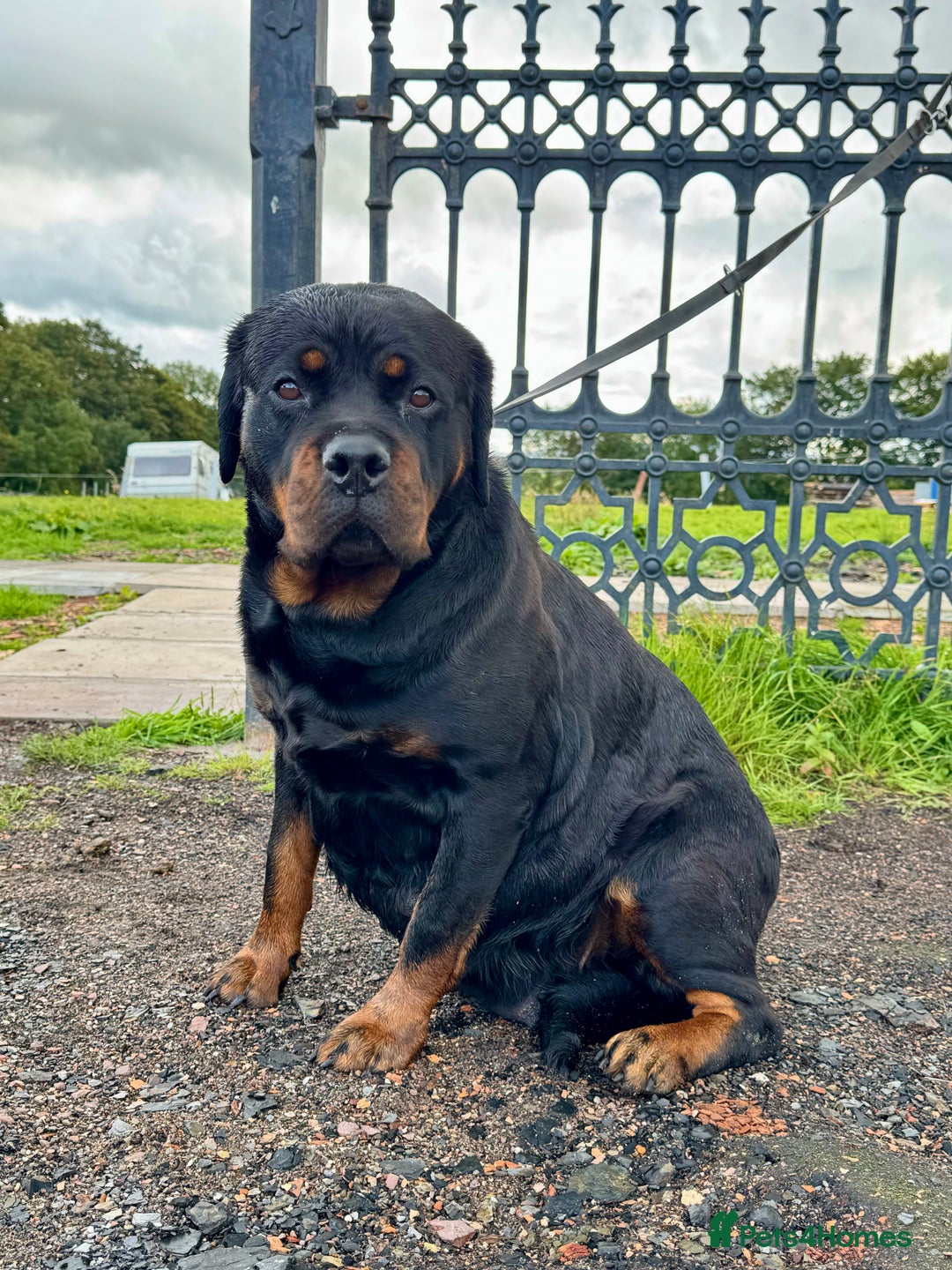 Rottweiler dogs for sale:  5-Generation Kennel Club Puppies Elite Bloodlines - Image 3