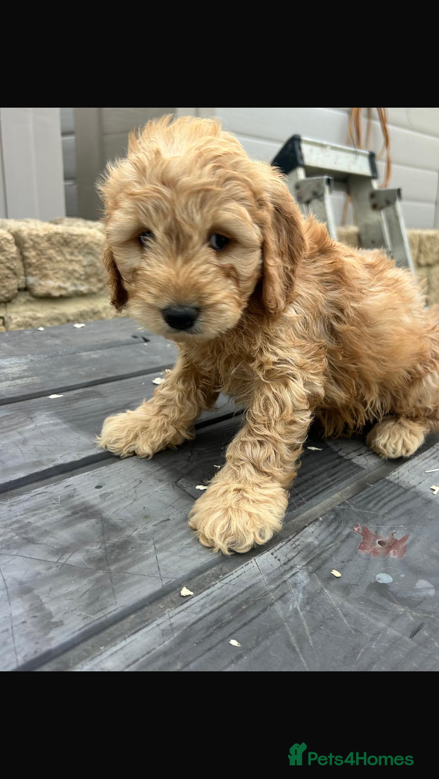 Cockapoo dogs Miniature cockapoo s - Advert 2