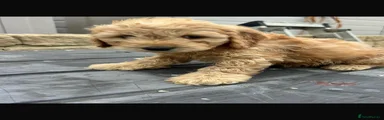 Cockapoo 9