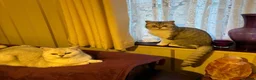 British Shorthair cats for sale: Beautiful mother and daughter British short hairs  - Advert 6