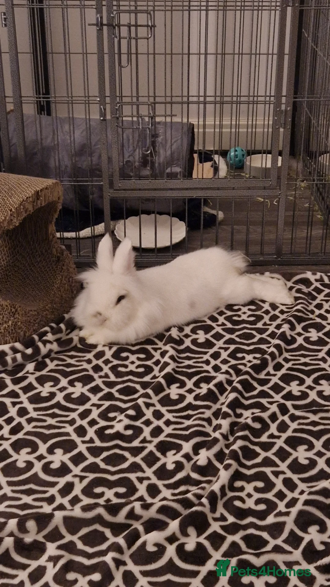 Lionhead rabbits for sale: Beautiful blue eyed white Lionhead rabbit  - Advert 2