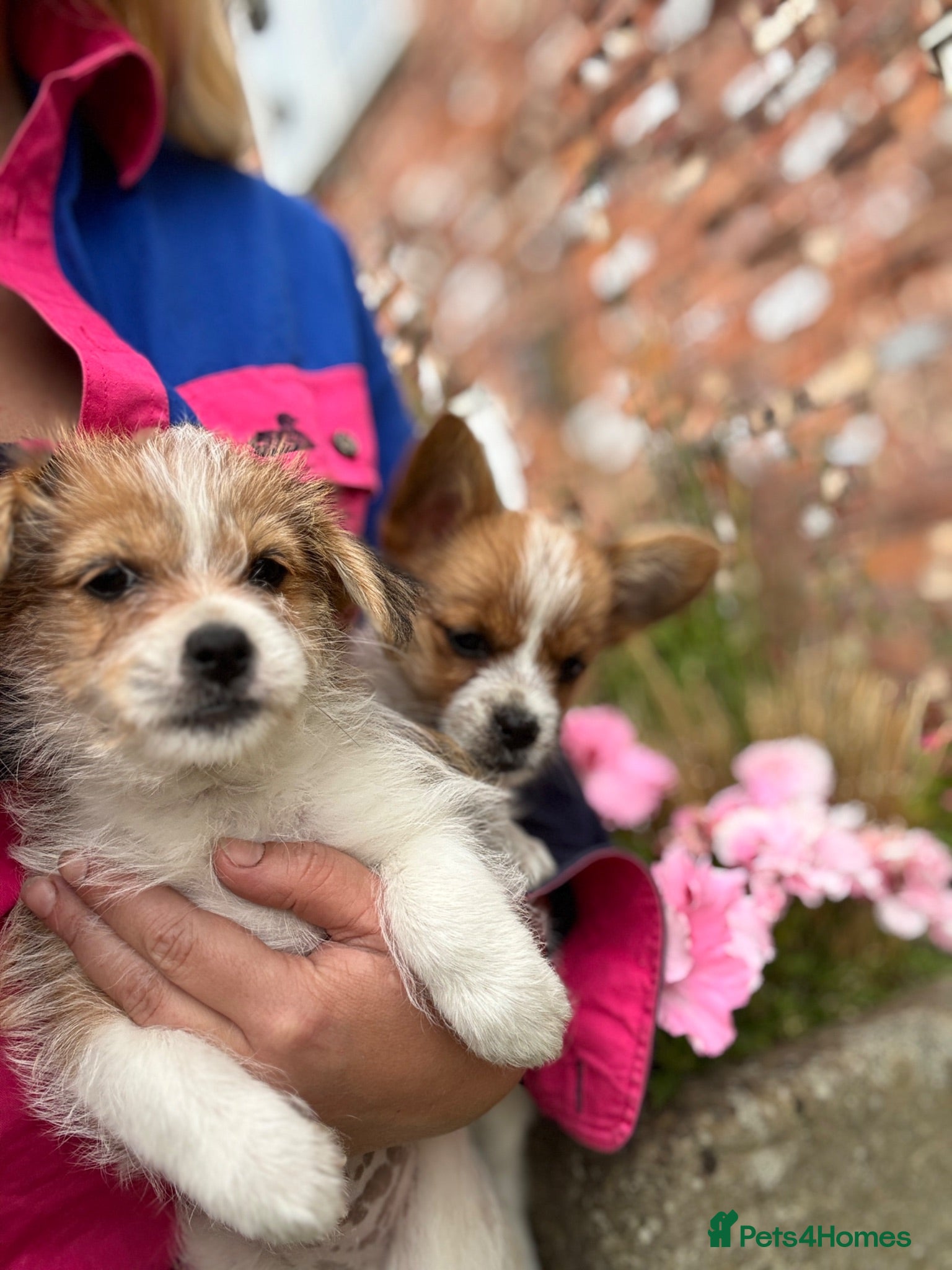 Mixed Breed dogs Beautiful Jack Russell X puppies  - Advert 2