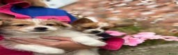 Mixed Breed dogs for sale: Beautiful Jack Russell X puppies  - Advert 8