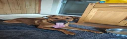 Mixed Breed dogs for sale: Kobie - doberman  ** tiff  in Bargoed - Advert 9