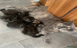 Mixed Breed cats for sale: Mixed Himalayan - Image 27