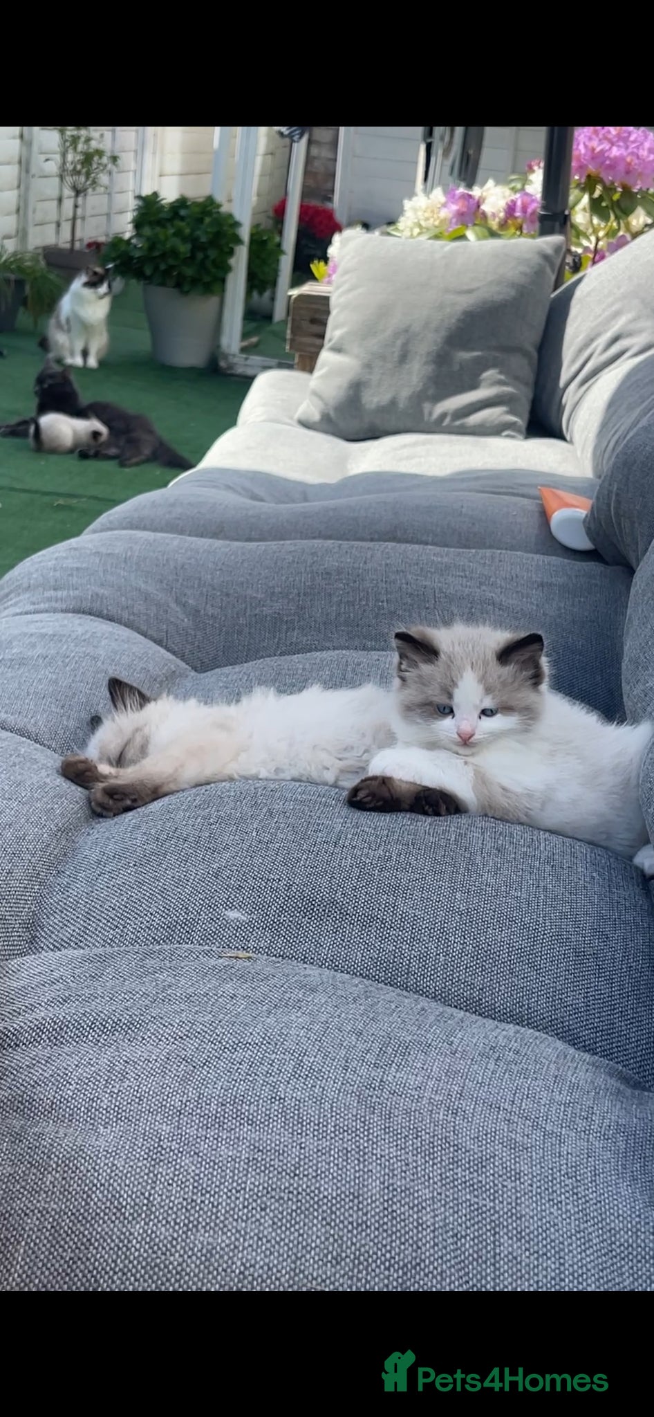 Ragdoll cats for sale: Stunning Blue-Eyed Ragdoll-Type Bicolour Kitten - Advert 5