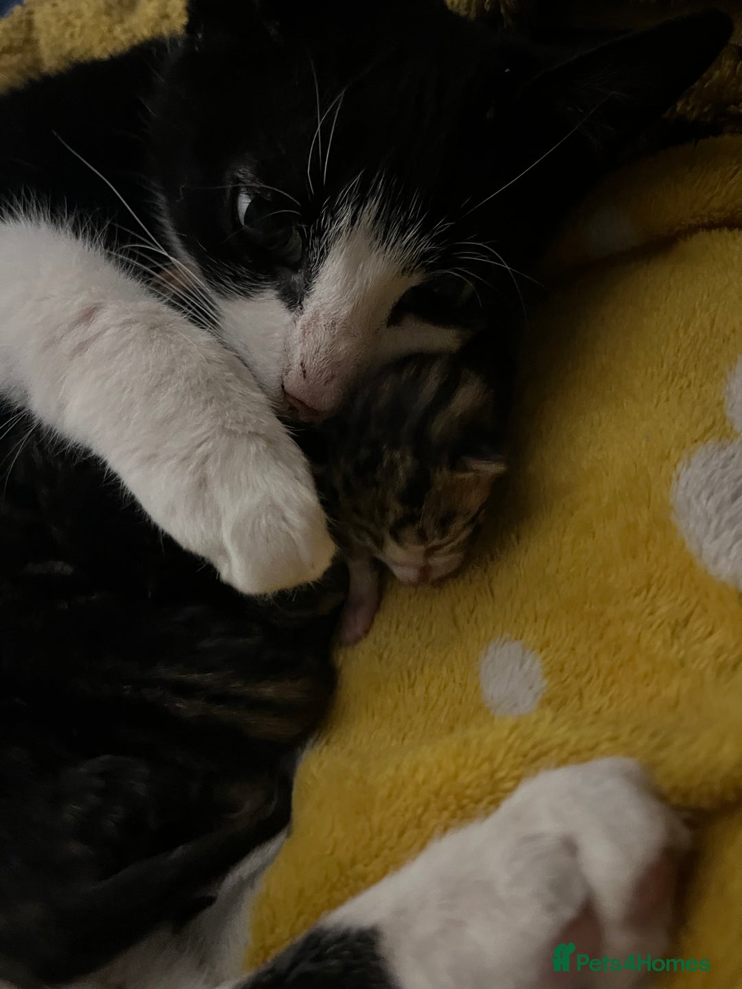 Mixed Breed cats for sale: 3 (unvaccinated) beautiful male kittens for sale.  - Image 4