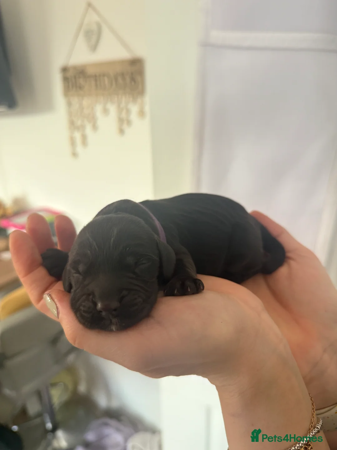 Cocker Spaniel dogs for sale: 3 Cocker Spaniel puppies. AVAILABLE TO VIEW - Advert 5