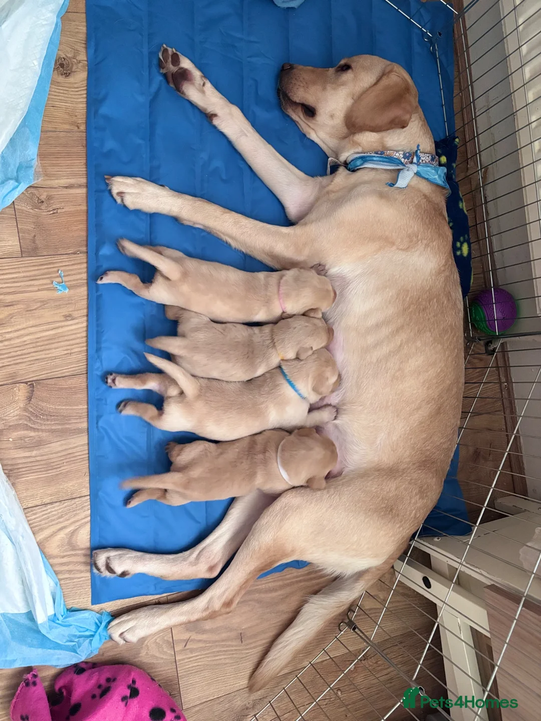 Labrador Retriever dogs for sale: Chunky yellow Labrador pups  - Advert 1