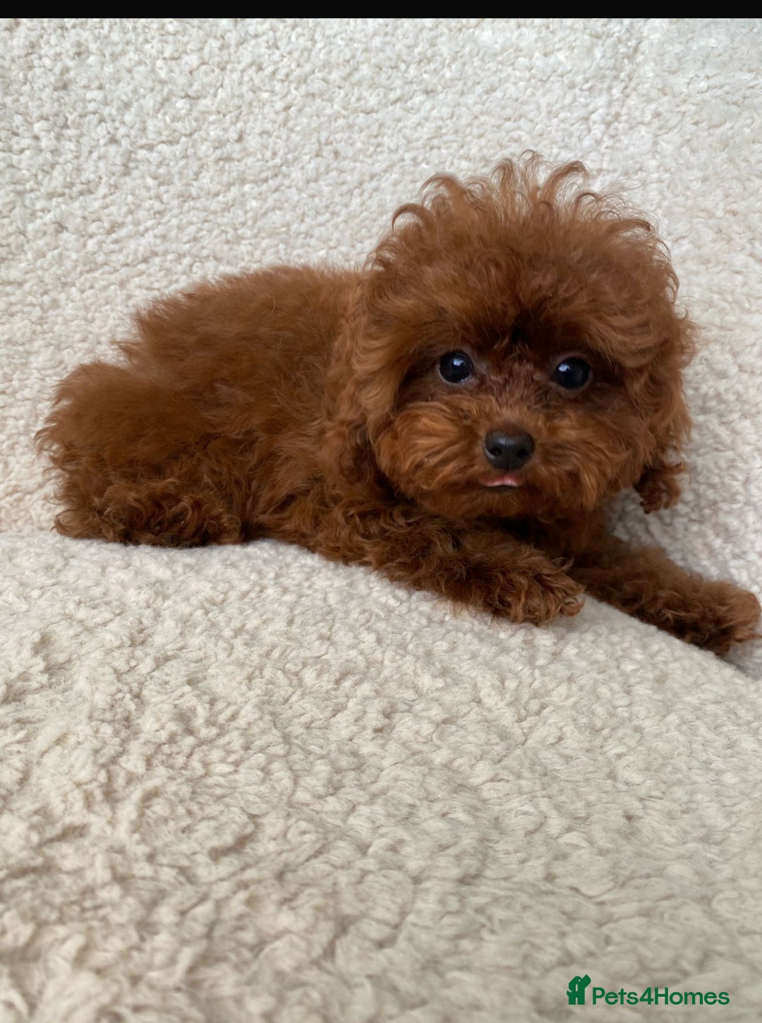 Toy Poodle dogs for sale: 🧸Beautiful red toy/asian poodle puppies 🧸  - Advert 10