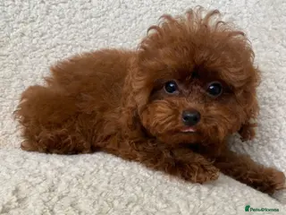 Toy Poodle dogs 🧸Beautiful red toy/asian poodle puppies 🧸 - Advert 8