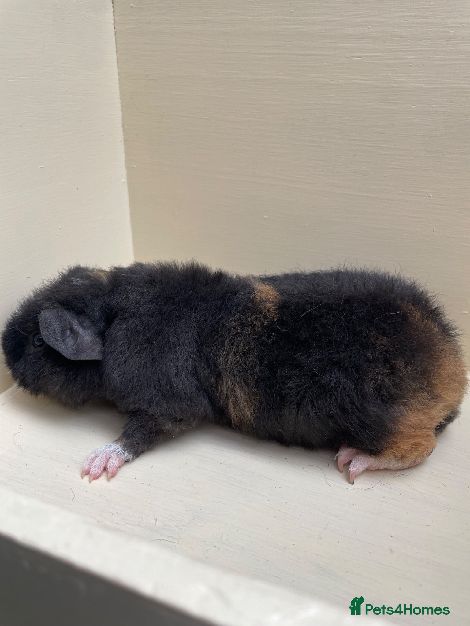 Guinea Pig rodents Baby Teddy Guinea pigs. Boys & girls  - Advert 18