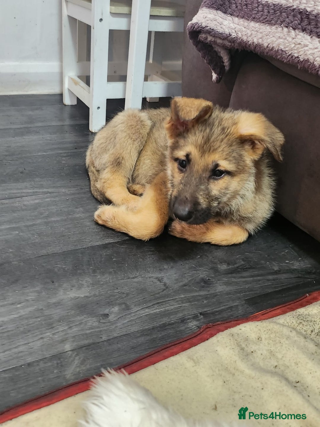 Mixed Breed dogs for sale: 2 males German shepherd x malamute  - Image 1