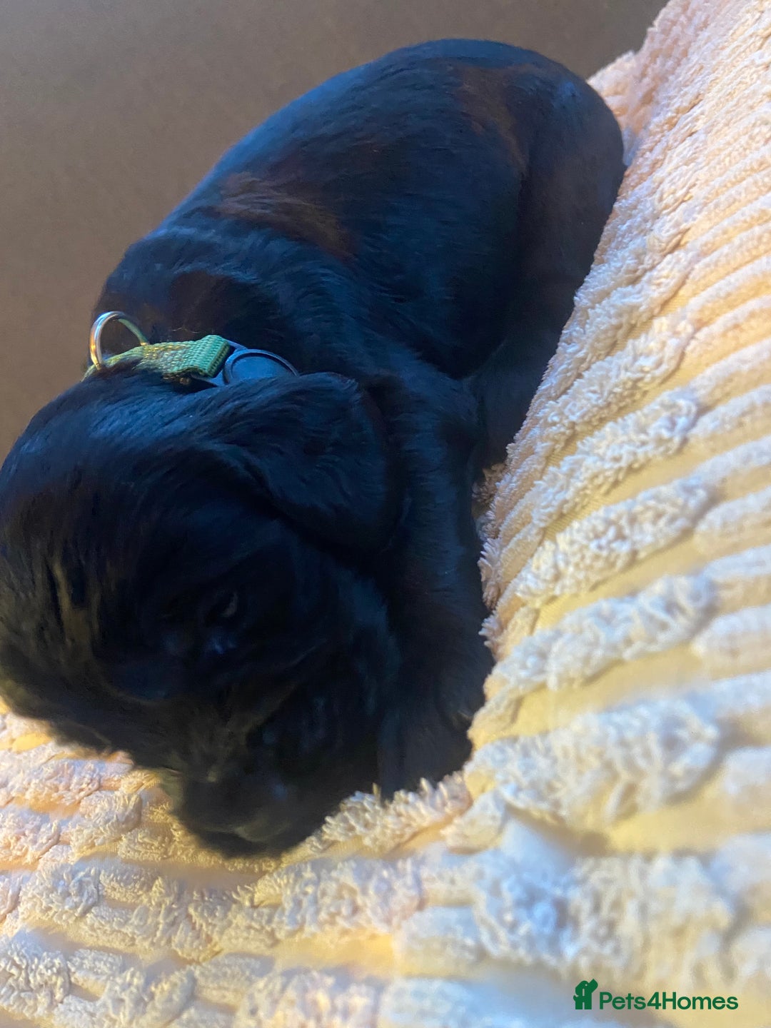 Cocker Spaniel dogs for sale: 10 Gorgeous KC Cocker Spaniel Puppies - Image 12