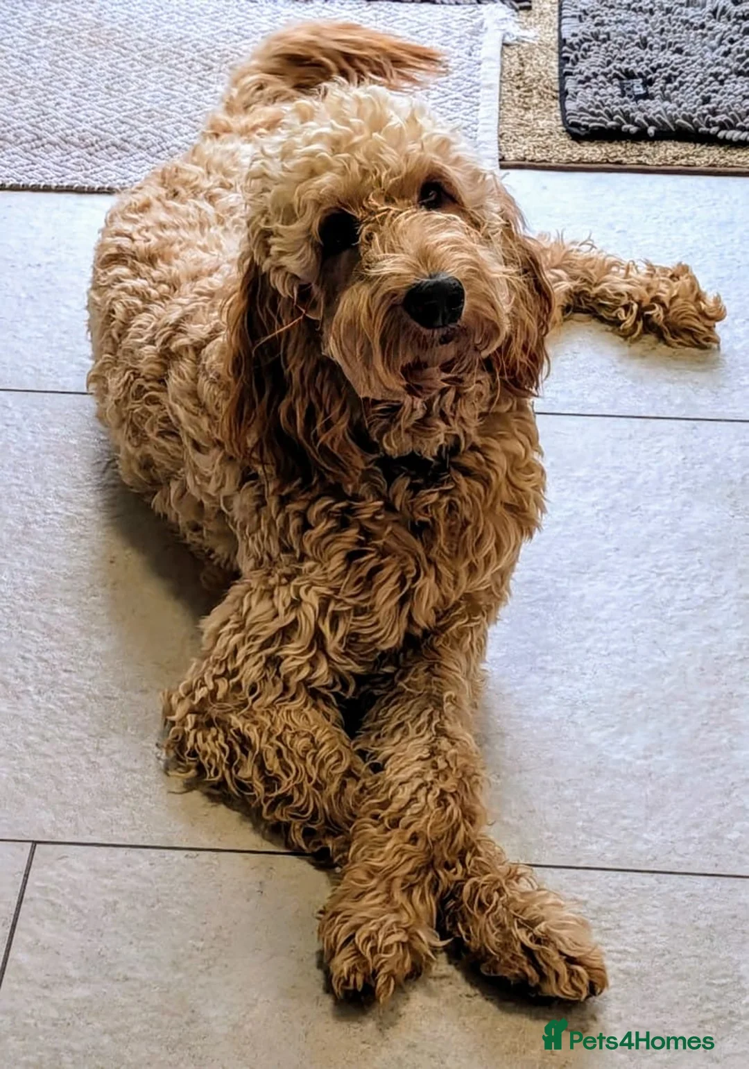 Irish Doodle dogs for sale: Beautiful F1Standard Irish doodle puppies  - Advert 13