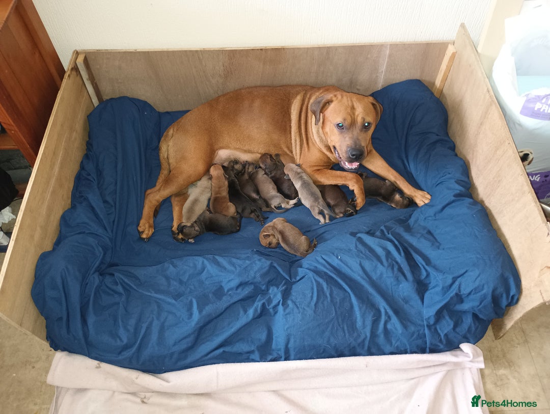 Mixed Breed dogs for sale: Mastiff x rottweiler  - Image 3