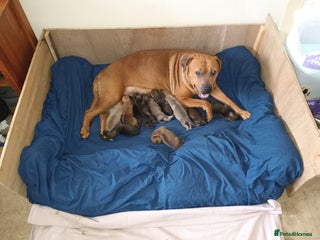 Mixed Breed dogs - Advert 22