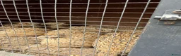 Quail poultry for sale: Japanese jumbo coturnix quails  in Luton - Advert 5