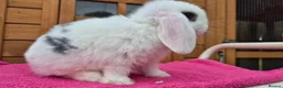 Mini Lop rabbits for sale: Charlie doe mini lop - Advert 3