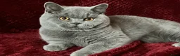 British Shorthair cats for sale: GCCF British Shorthair Boy Stunning Amber Eyes Now - Advert 5
