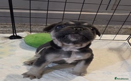 French Bulldog dogs for sale: 3x beautiful girl french bulldog puppies  - Advert 24