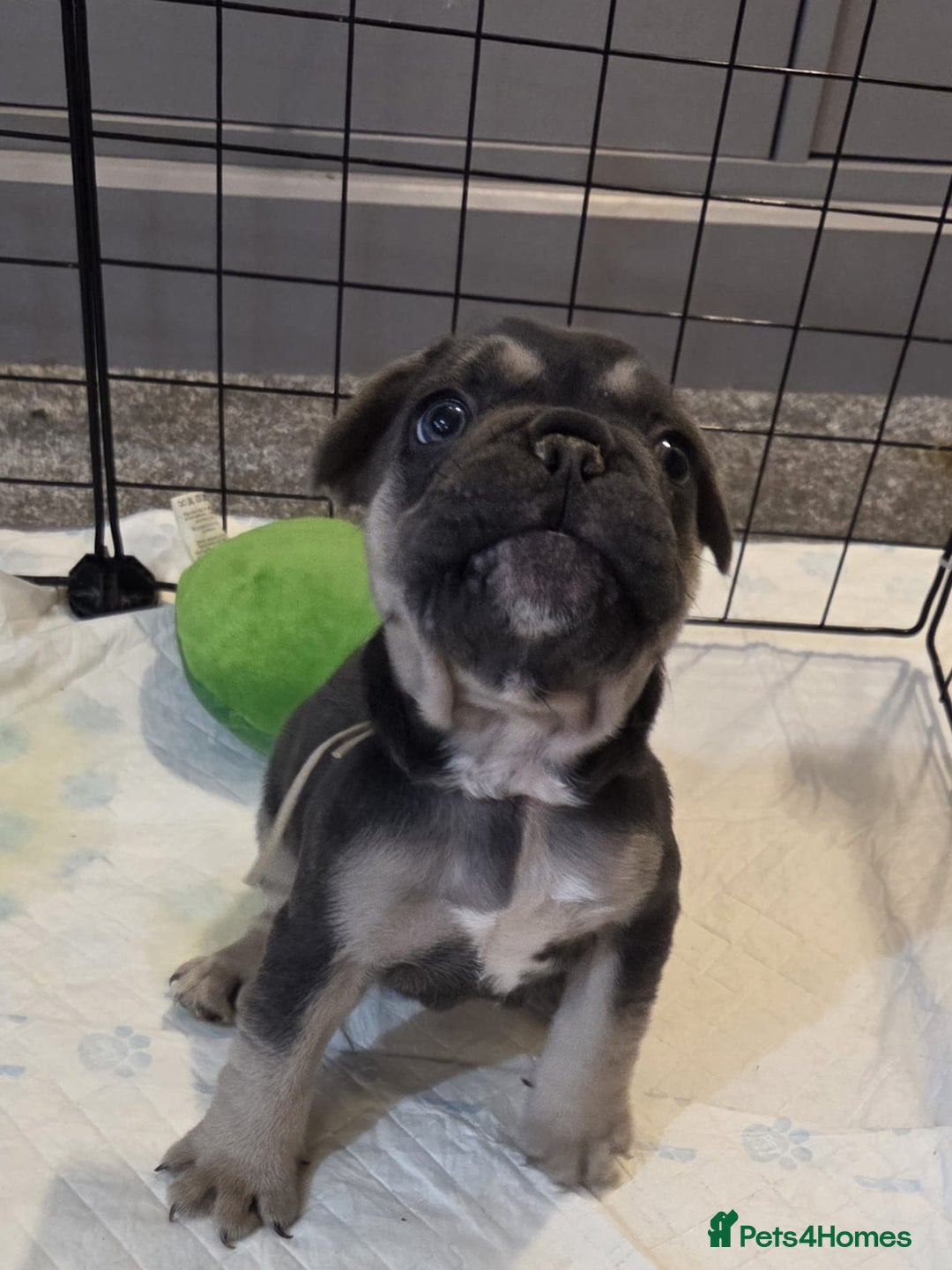 French Bulldog dogs for sale: 3x beautiful girl french bulldog puppies  - Advert 24