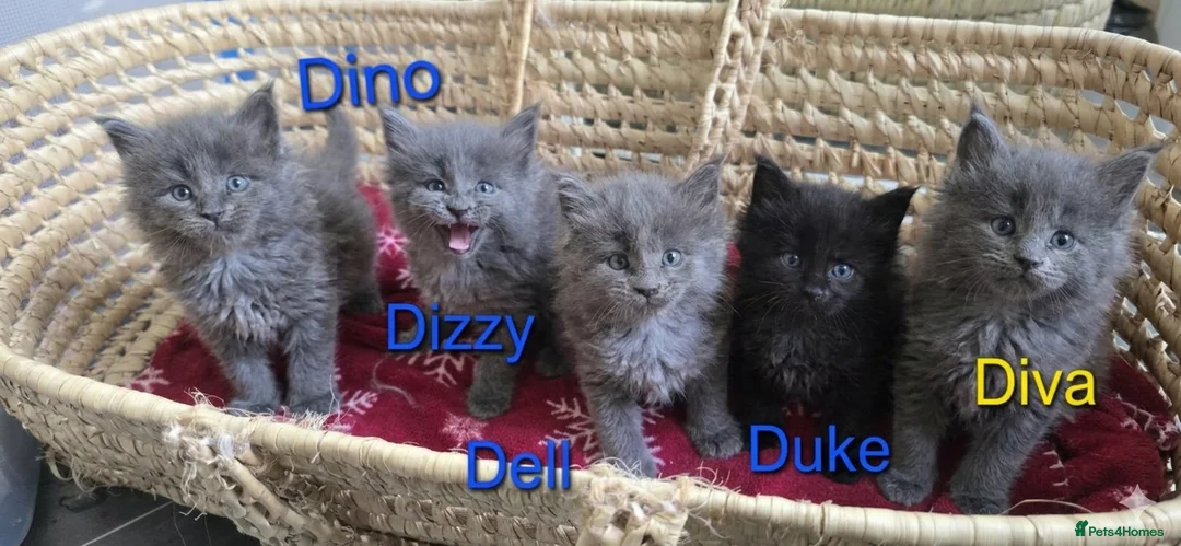 Maine Coon cats for sale: Maine Coon Kitten Reservation  - Advert 2