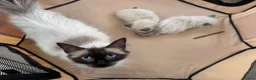 Ragdoll cats for sale: Ragdoll seal point kittens - Advert 5