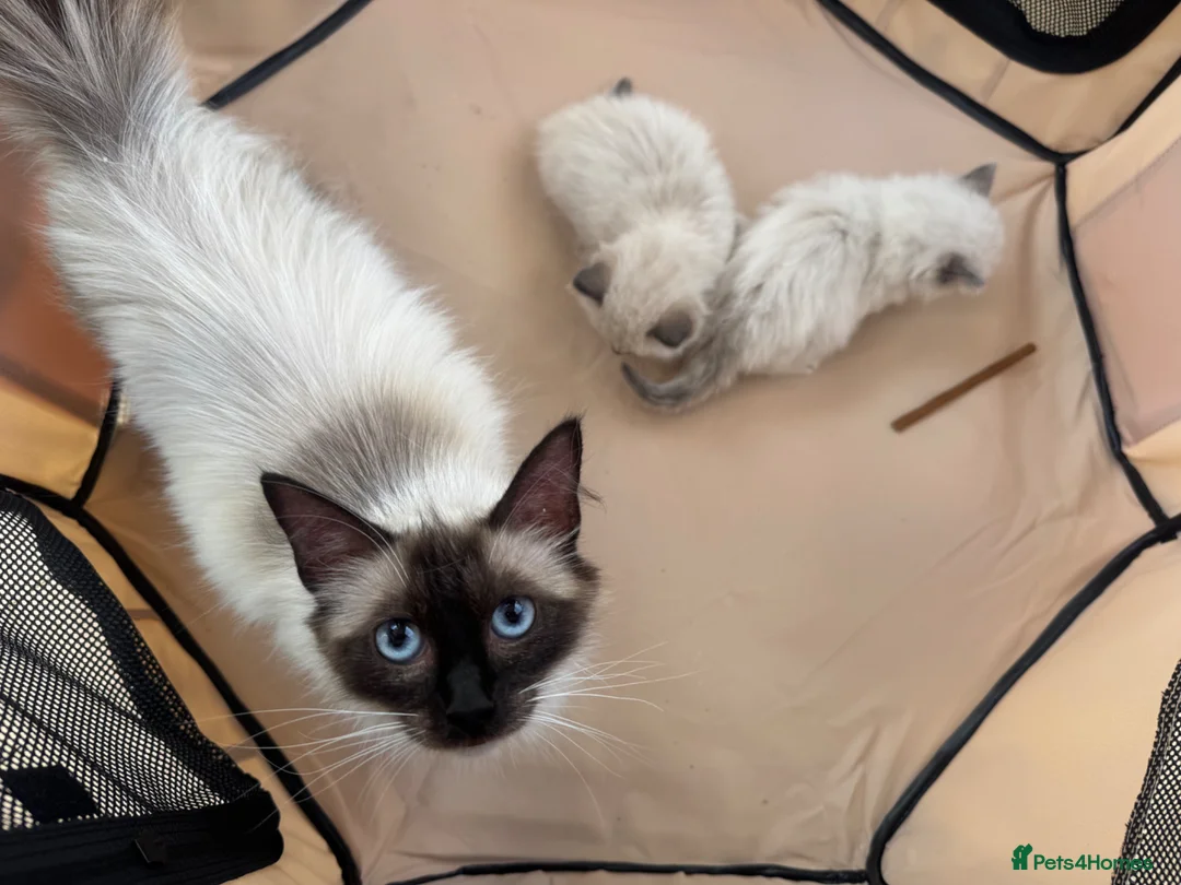 Ragdoll cats for sale: Ragdoll seal point kittens - Advert 5