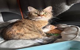 Maine Coon cats for sale: Male Main cook cross kitten  - Image 6