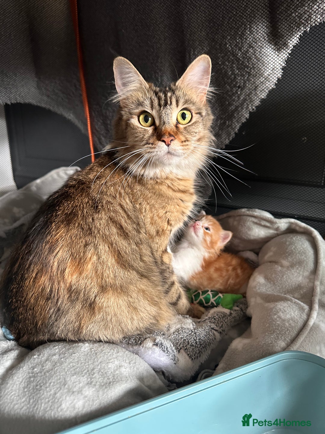 Maine Coon cats for sale: Male Main cook cross kitten  - Image 6