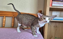 Oriental cats for sale: Beautiful Oriental bicolour girl  - Image 6