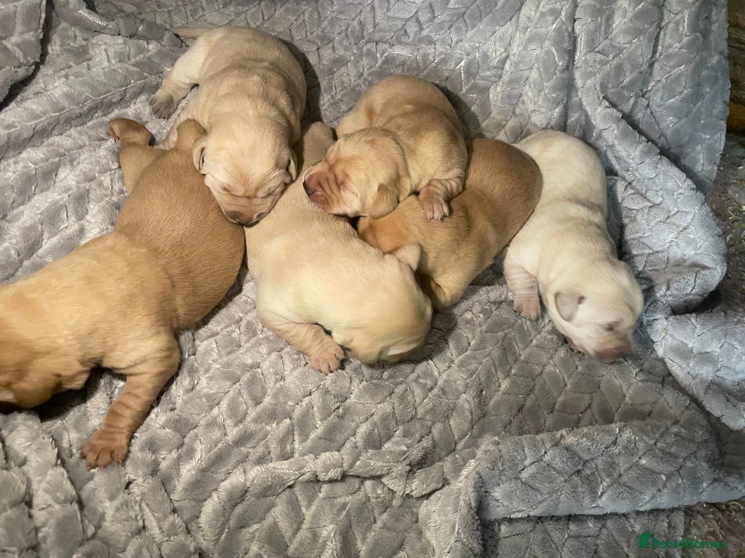 Labrador Retriever dogs for sale: Labrador pups full pedigree ready 22nd Dec - Image 7