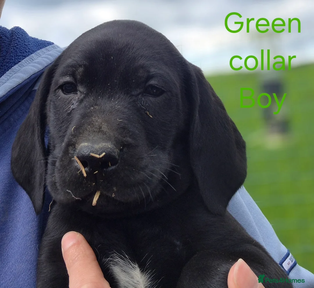 German Shorthaired Pointer dogs for sale: Pointadors (Lab x GSP) - Advert 1