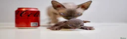 Sphynx cats for sale: Gorgeous silver Sphynx girl - Advert 26