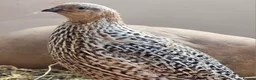 Quail poultry for sale: Quail - Males - Advert 3
